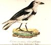 Corvus corax varius morpha leucophaeus.jpg