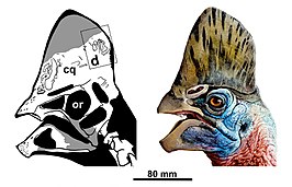 Corythoraptor