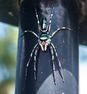 <i>Cosmophasis thalassina</i> Species of spider