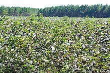 Cotton field Cotton field, Ware County, GA, US.jpg