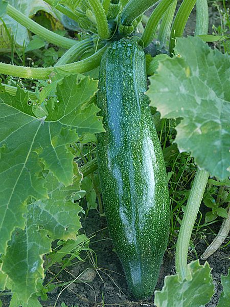 File:Courgette J1.JPG