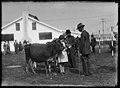 Cow judging, ca 1925 (MOHAI 5217).jpg