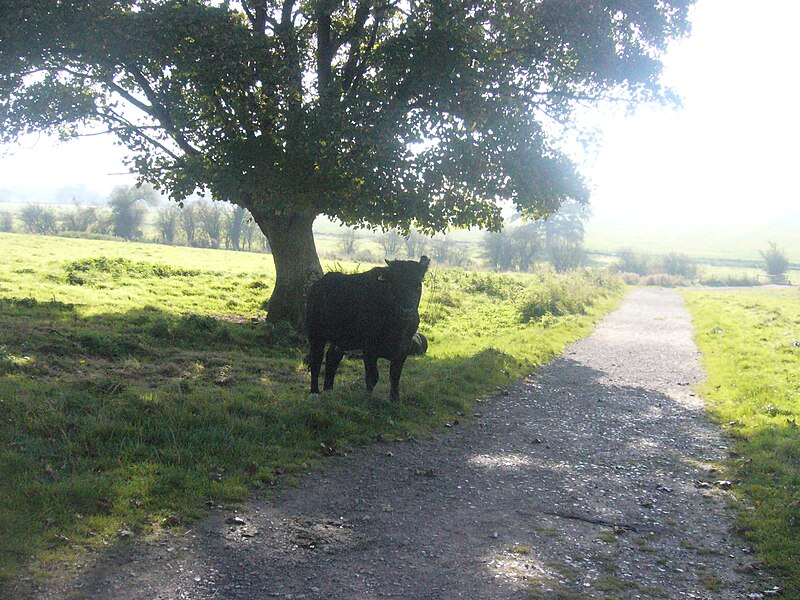 File:Cow standing under a tree.jpg