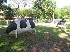 Cows Evolution Park.JPG