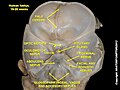 Glossopharyngeal nerve