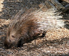 Crested Porcupine (Hystrix cristata) (Captive specimen) (31239818728).jpg