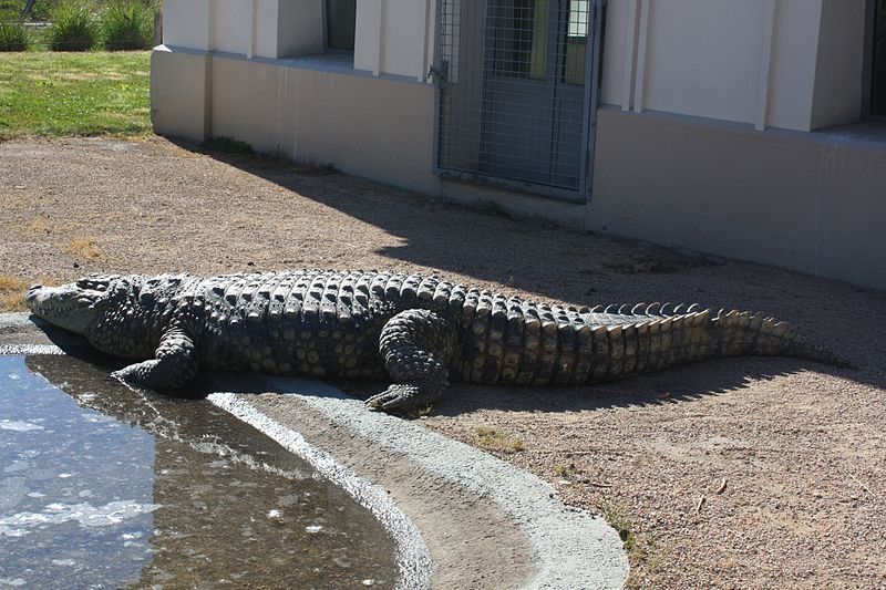 File:Crocodilia-ParcTetedor.jpg