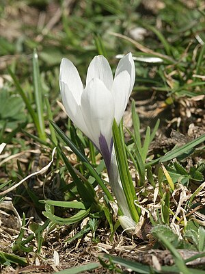 Crocus