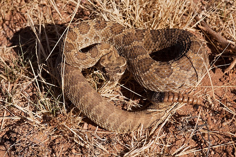 File:Crotalus viridis - Flickr - aspidoscelis.jpg