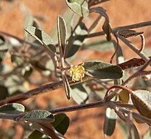 Croton californicus 4.jpg