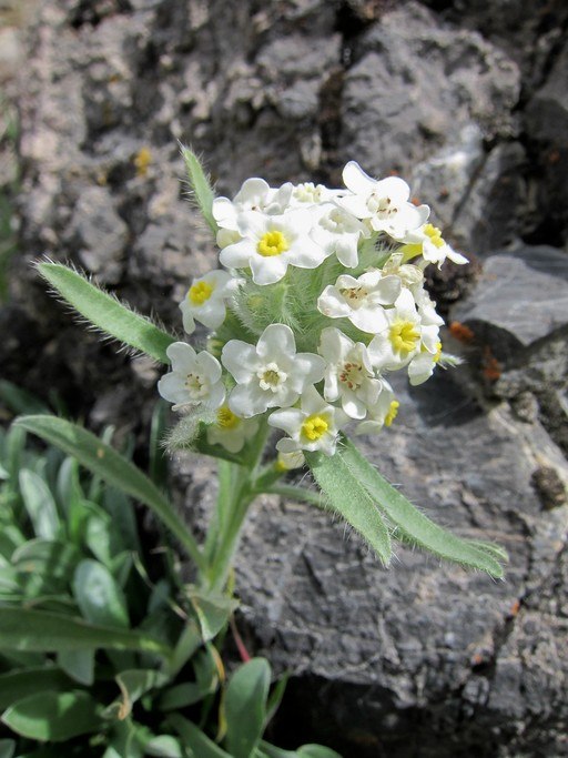 Cryptantha humilis