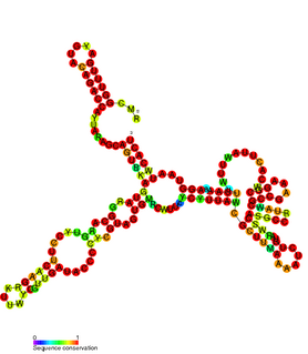 CspA mRNA 5 UTR