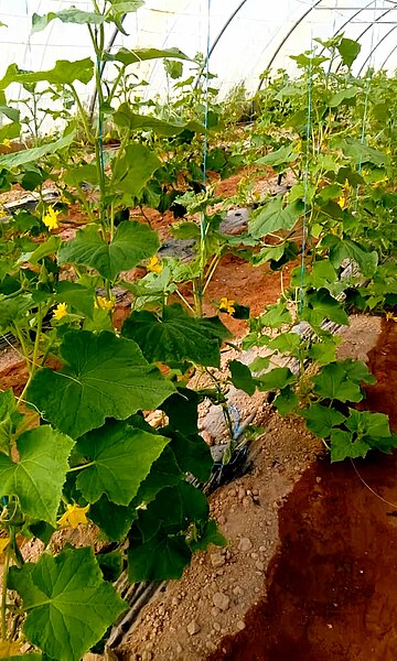 File:Cucumber plant.jpg