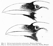 Comparison of bill shapes of culminatus (upper) and the more arched Himalayan form (lower) Culminatus Whistler.jpg