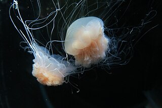 <span class="mw-page-title-main">Cyanea nozaki</span> Species of jellyfish