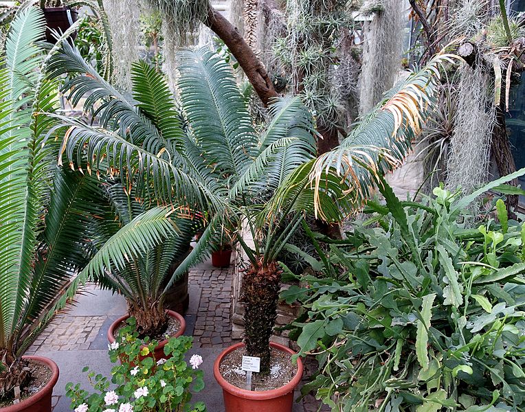 File:Cycas thouarsii - Flora park - Cologne, Germany - DSC00749.jpg