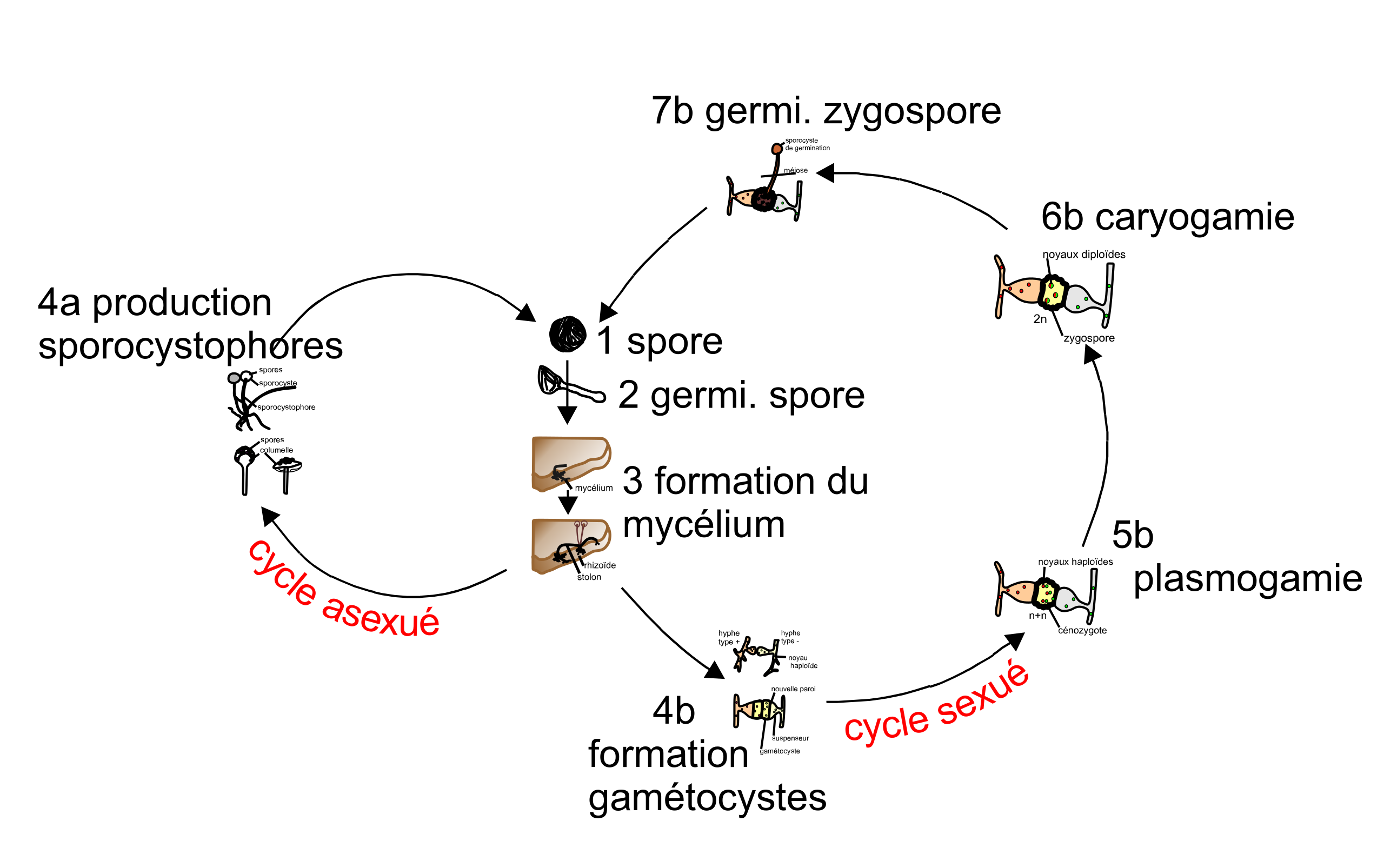 rhizopus stolonifer life cycle