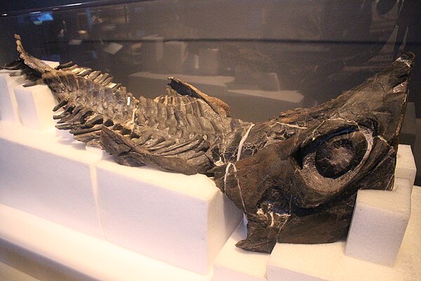 Partial holotype skeleton of C. nichollsi (FMNH PR 2251), on display at the Field Museum, Chicago