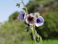 Cynoglossum Creticum: Especie de planta