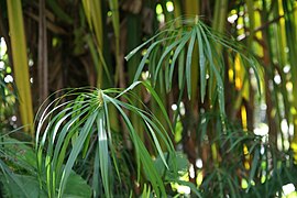 Ombelles, disposition des bractées de l'involucre