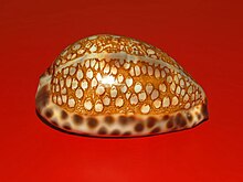 A lateral view of a shell of Mauritia histrio from Philippines, anterior end towards the right Cypraeidae - Mauritia histrio - Philippines.JPG