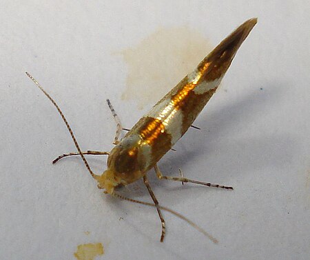 Tập_tin:DSC05533_British_Moths_Yponomeutidae_Argyresthia_goedartella.jpg