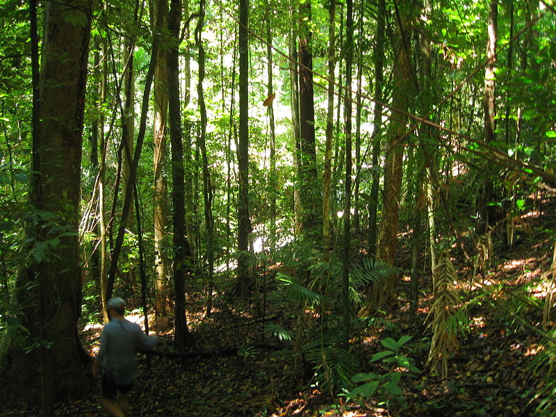 File:Daintree Rainforest 3.jpg