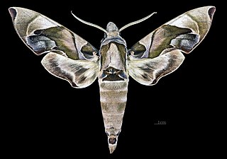 <i>Daphnis protrudens</i> Species of moth
