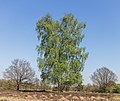 * Nomination De Strubben-Kniphorstbos archeologische reservaat A birch in the oak forest. --Agnes Monkelbaan 04:41, 21 June 2019 (UTC) * Promotion  Support Good quality. --XRay 04:45, 21 June 2019 (UTC)