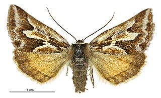 <i>Declana glacialis</i> Species of moth endemic to New Zealand