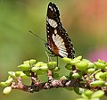 Hypolimnas misippus ant afrikinės portulakarijos