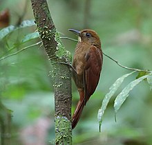 Dendrocincla merula - Beyaz çeneli Woodcreeper; Madre de Dios, Perú.jpg