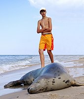 pinnipeds