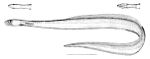 Derichthys serpentinus.jpg