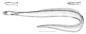 Derichthys serpentinus