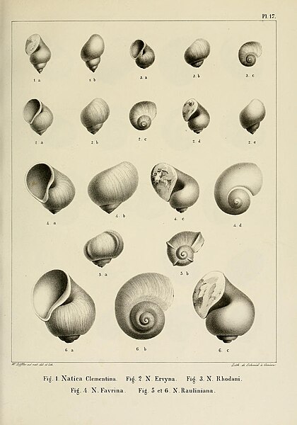 File:Description des mollusques fossiles qui se trouvent dans les grès verts des environs de Genève (9525374470).jpg