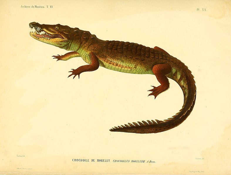 File:Description des reptiles nouveaux, ou, Imparfaitement connus de la collection du Muséum d'histoire naturelle et remarques sur la classification et les caractères des reptiles (1852) (20843159696).jpg