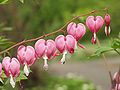 Tränendes Herz (Lamprocapnos spectabilis)