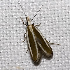 Dichomeris.marginella.7461.jpg