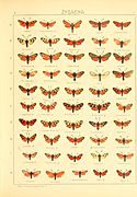 In Die Gross-Schmetterlinge der Erde (The Macrolepidoptera of the World)