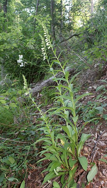 Digitalis lutea