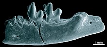 Dilambdogale mandibula dan molars.jpeg