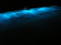 Dinoflagellate bioluminescence.jpg