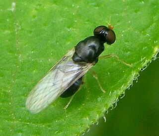 <i>Pachygaster leachii</i> Species of fly