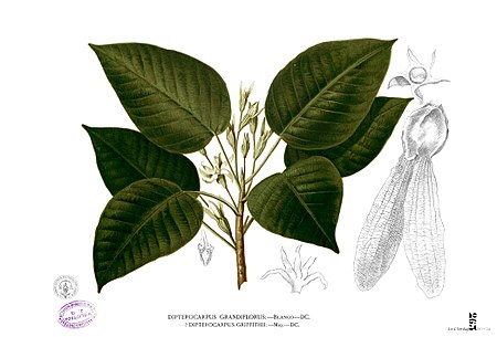 Tập_tin:Dipterocarpus_grandiflorus_Blanco2.263.jpg