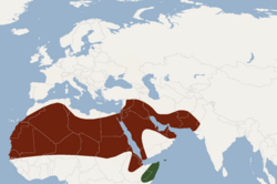 Distribuția Asellia tridens.png