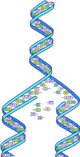 Reprodusering av DNA