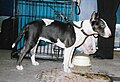 Bull Terrier, tricolor