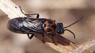 <i>Dolerus unicolor</i> Species of sawfly