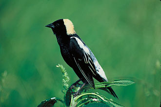 Bobolink Dolichonyx oryzivorus1.jpg